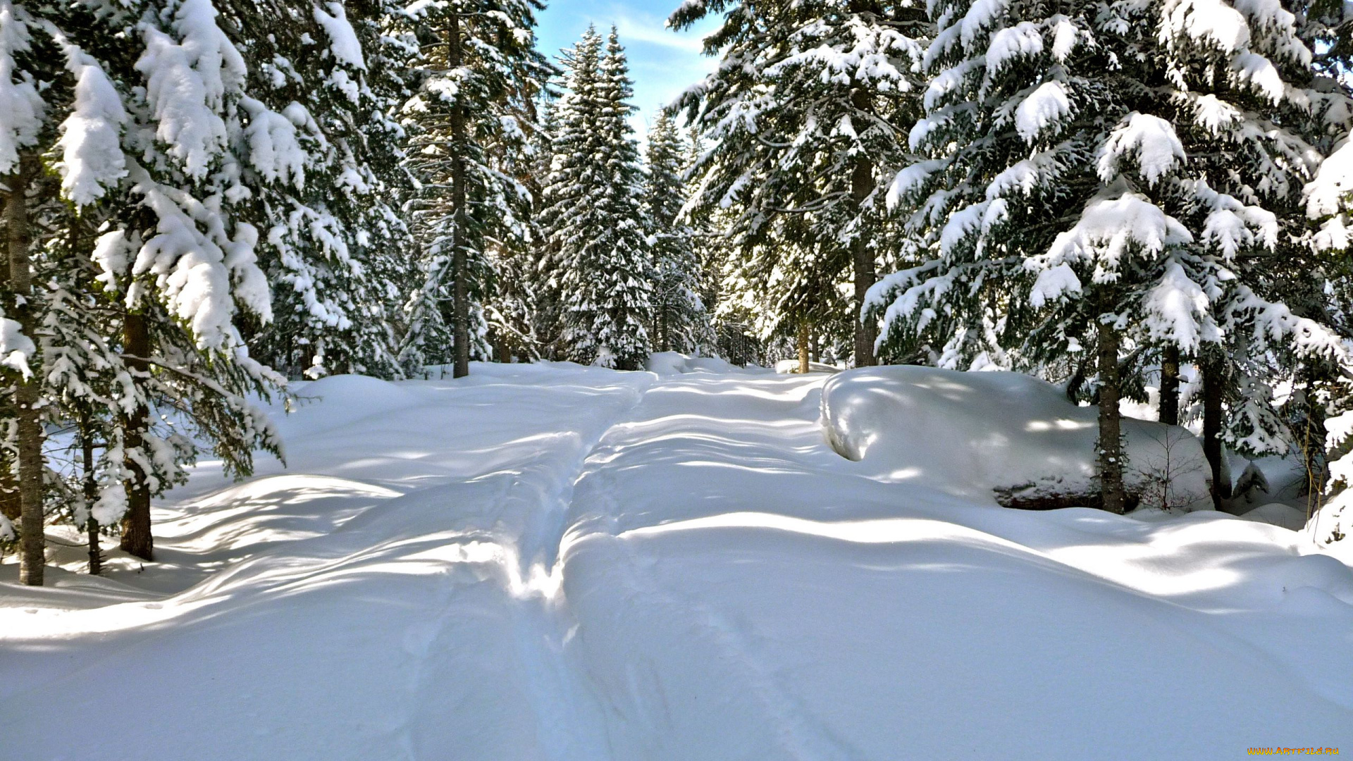 природа, зима, лес, елки, сугробы, снег