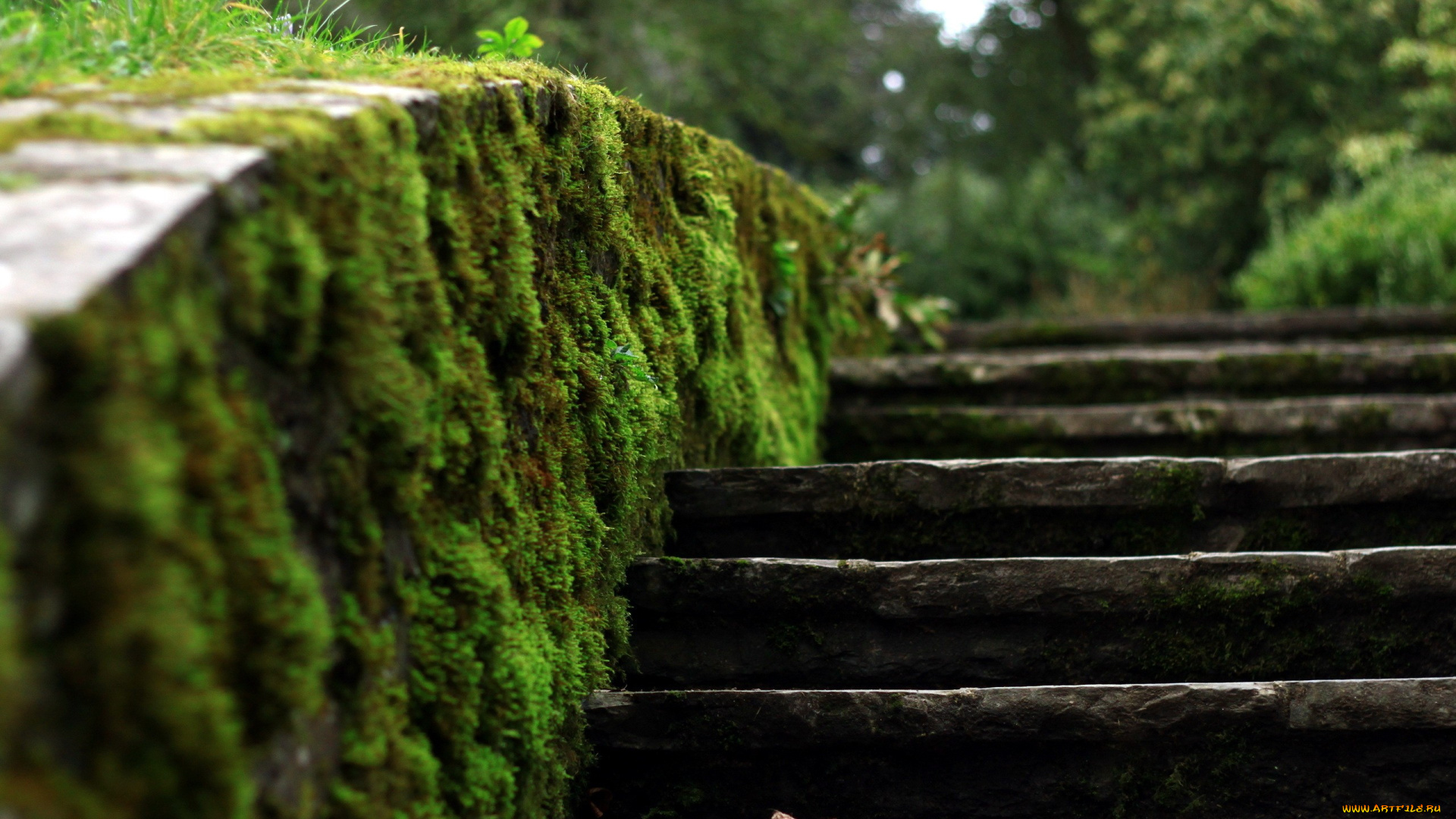 разное, элементы, архитектуры, лестница, ступени, мох
