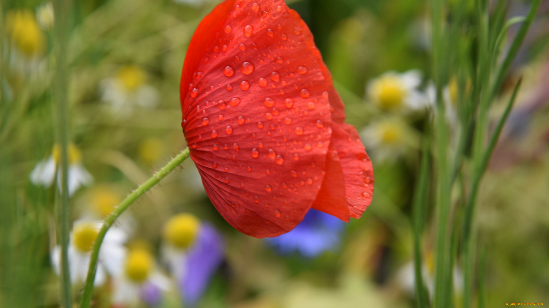 цветы, маки, алый, мак, капли, макро