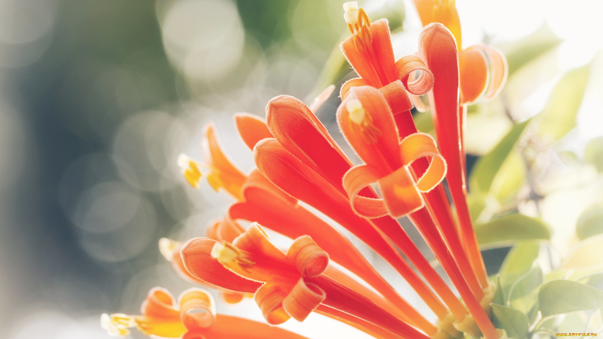 цветы, оранжевые