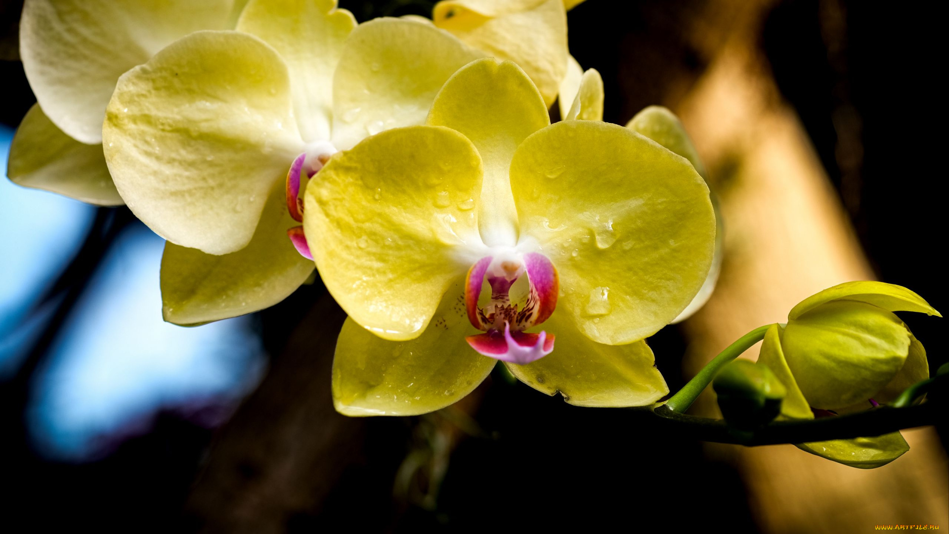 цветы, орхидеи, желтые, макро, капли
