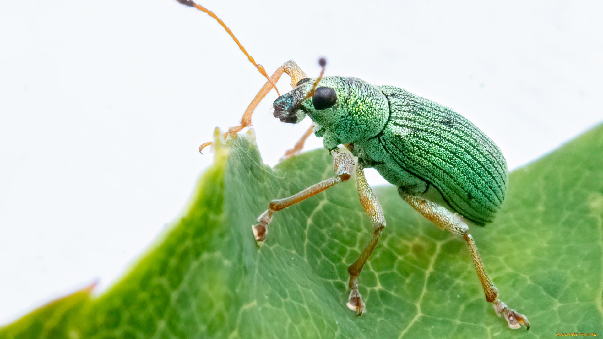 животные, насекомые, жук