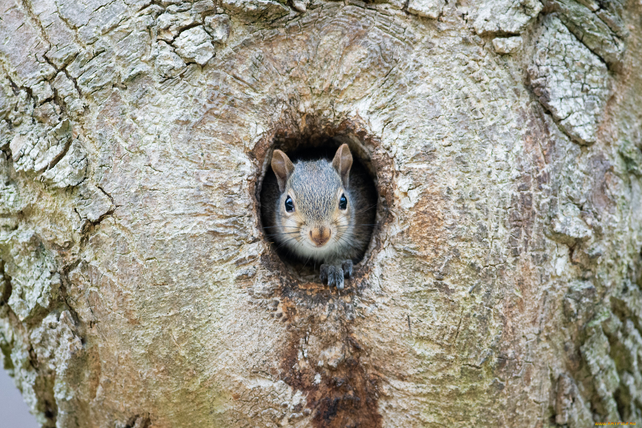 животные, белки, белка