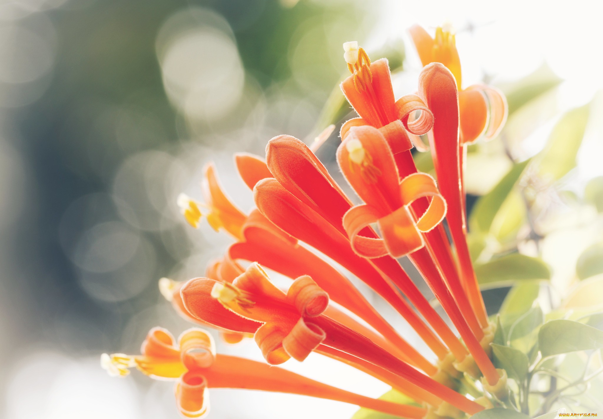 цветы, оранжевые