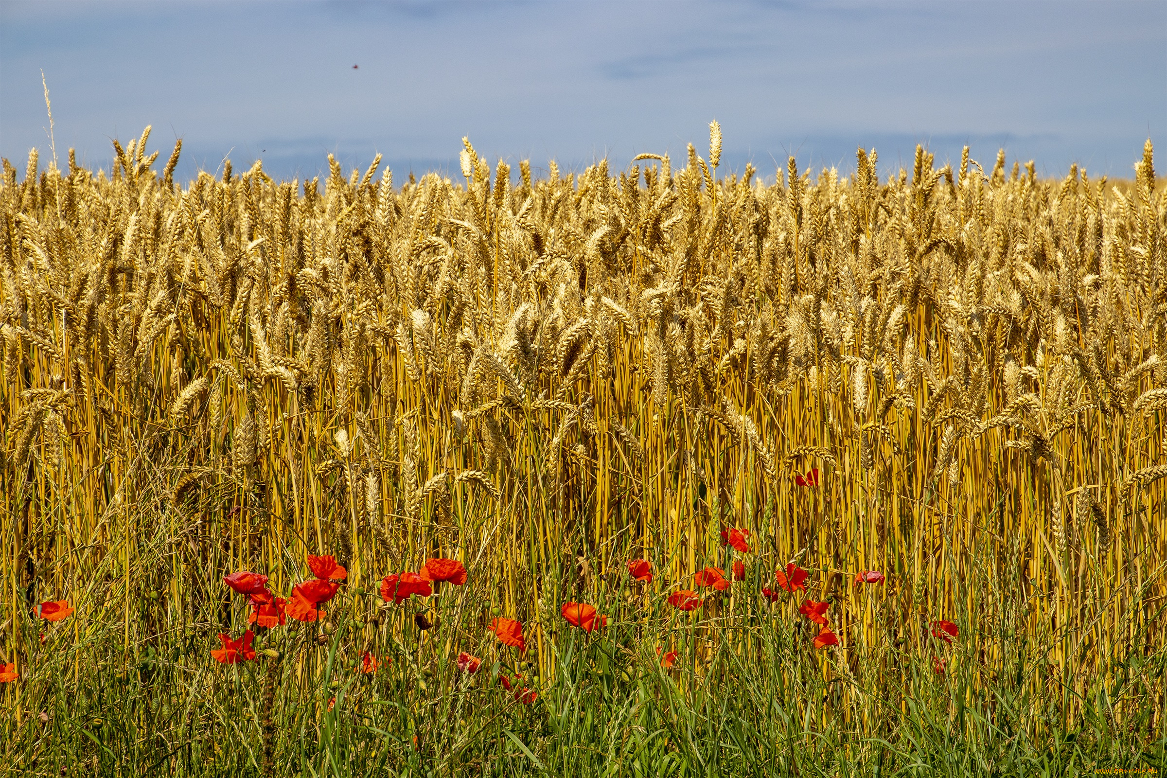 природа, поля, поле