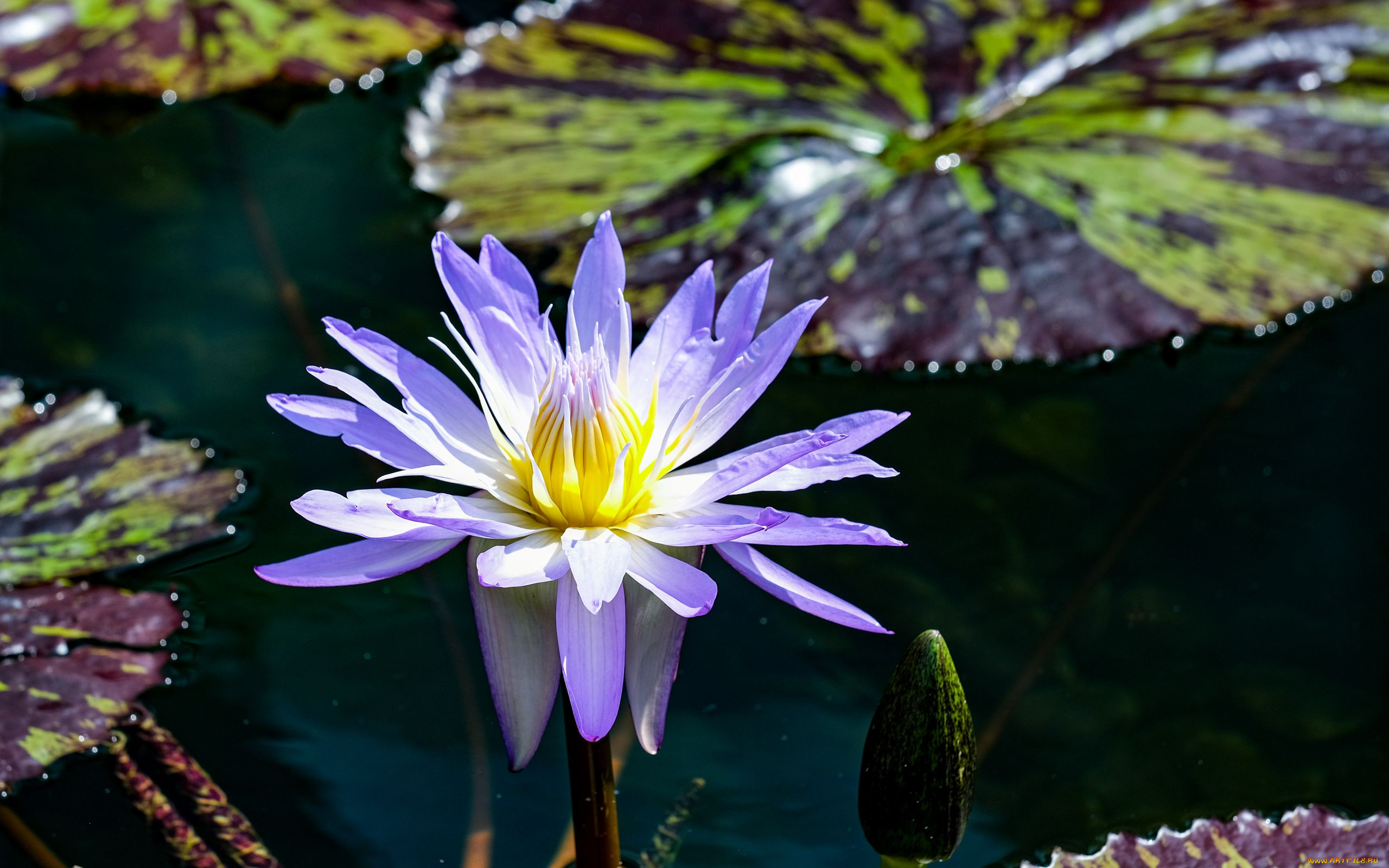 цветы, лотосы, вода, лотос, бутон