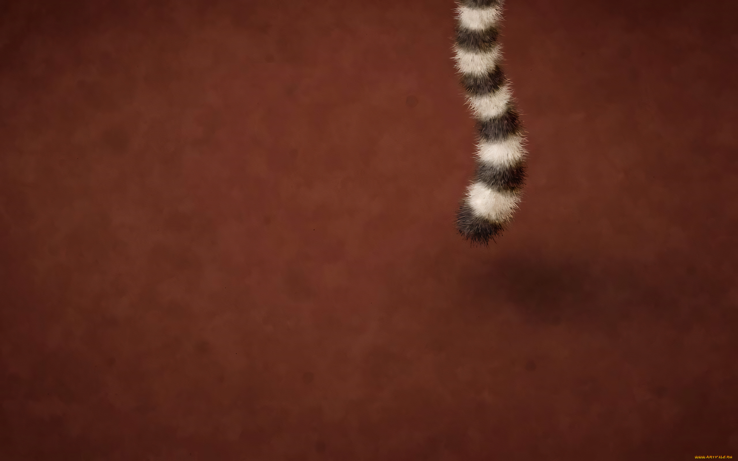 рисованное, vladstudio