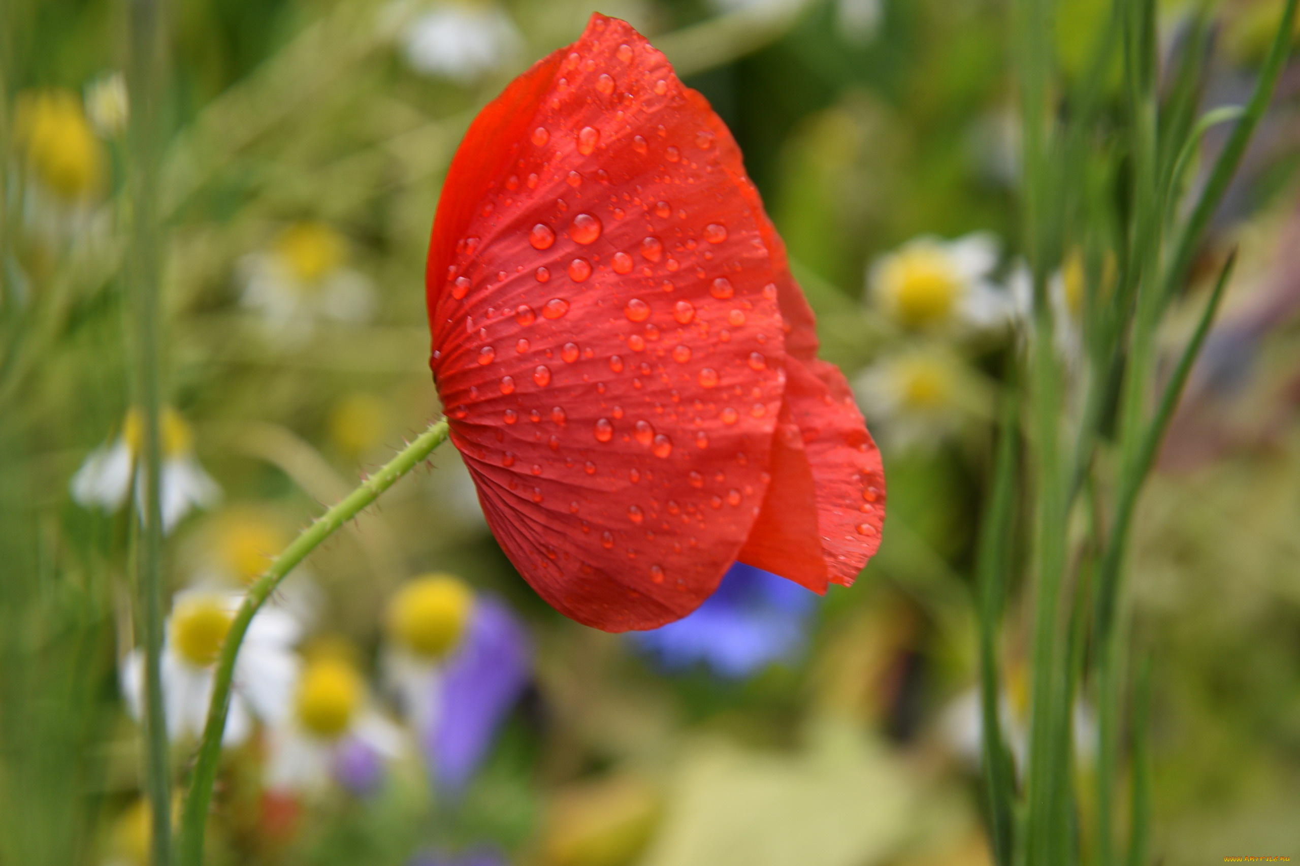цветы, маки, алый, мак, капли, макро