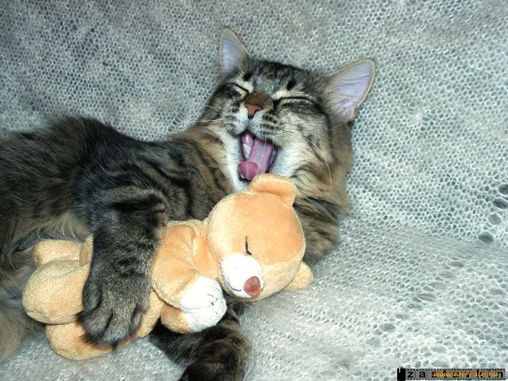 животные, коты