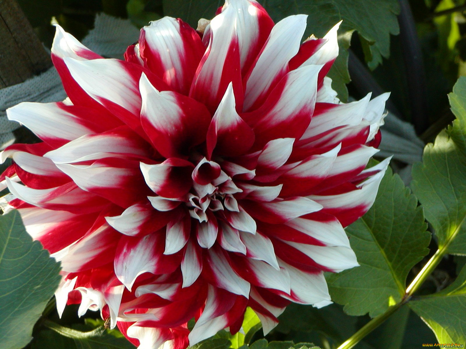 цветы, георгины