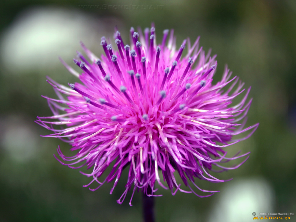 цветы, луговые, полевые