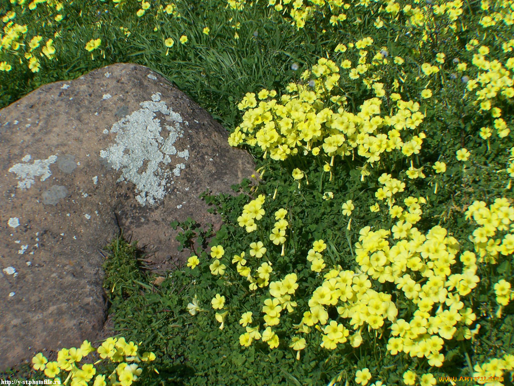 цветы, на, камнях