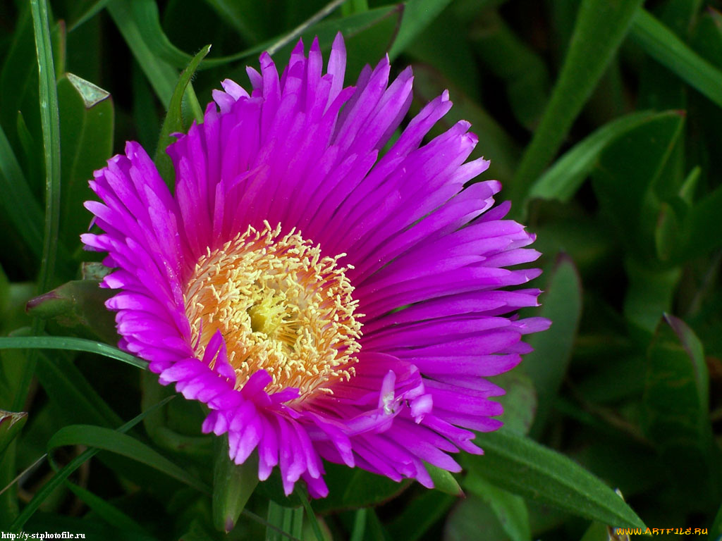 цветы, на, ст, андреас, аизовые