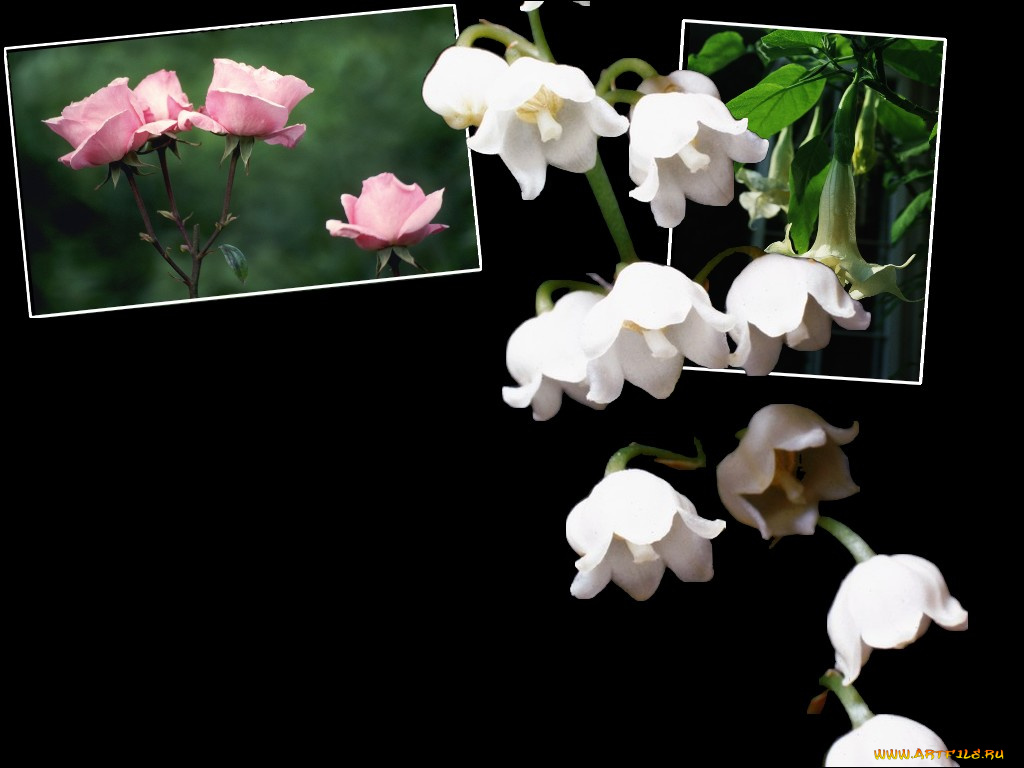 цветы, разные, вместе