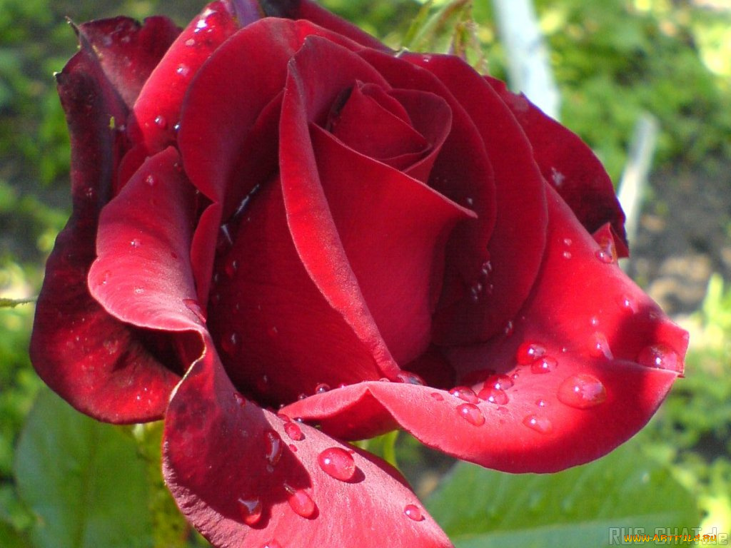 цветы, розы