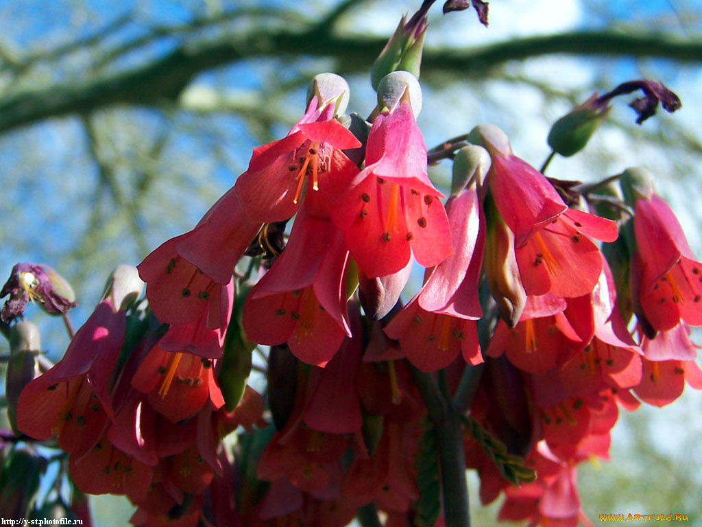 каланхоэ, цветы