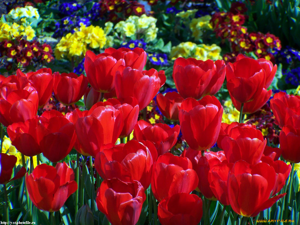 тюльпаны, алые, цветы