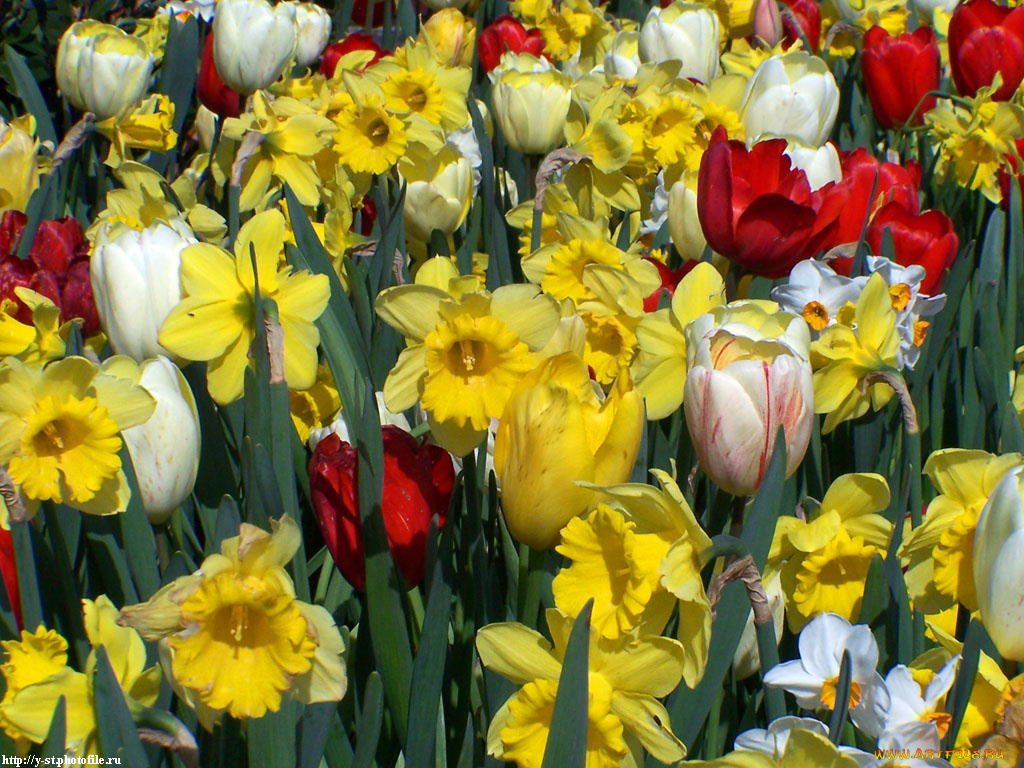 весна, городе, цветы, разные, вместе