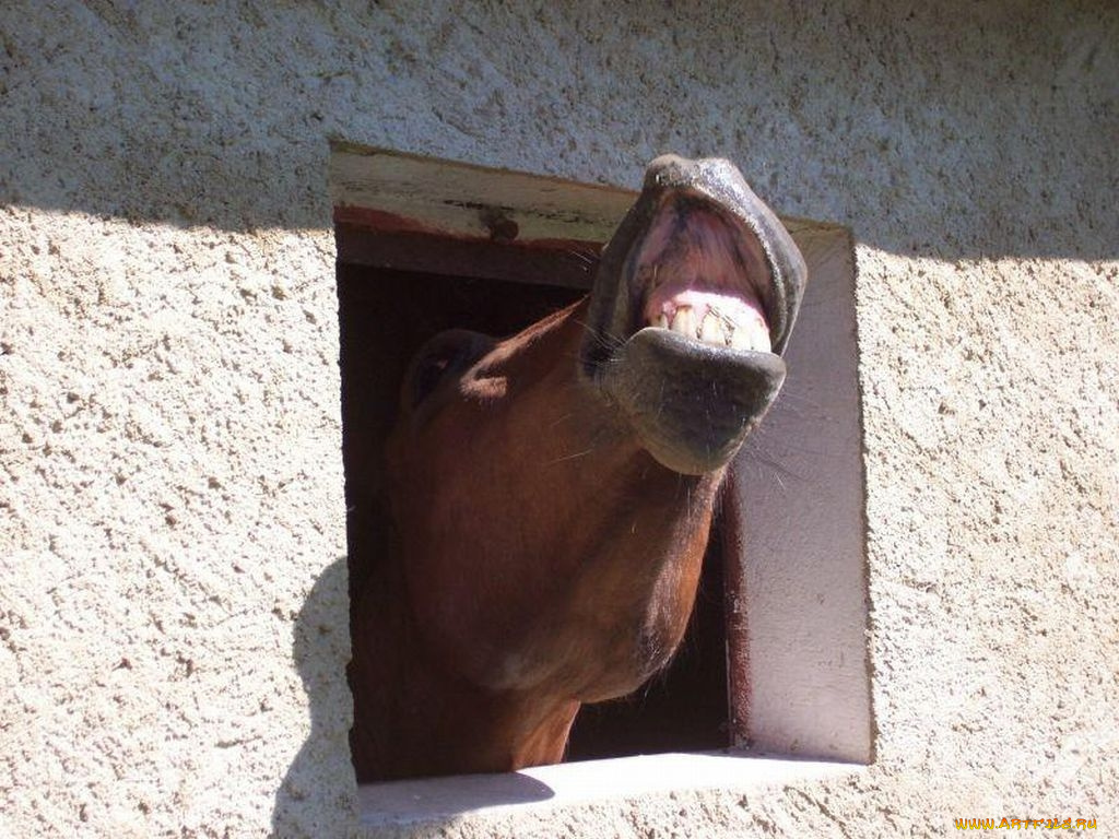 животные, лошади