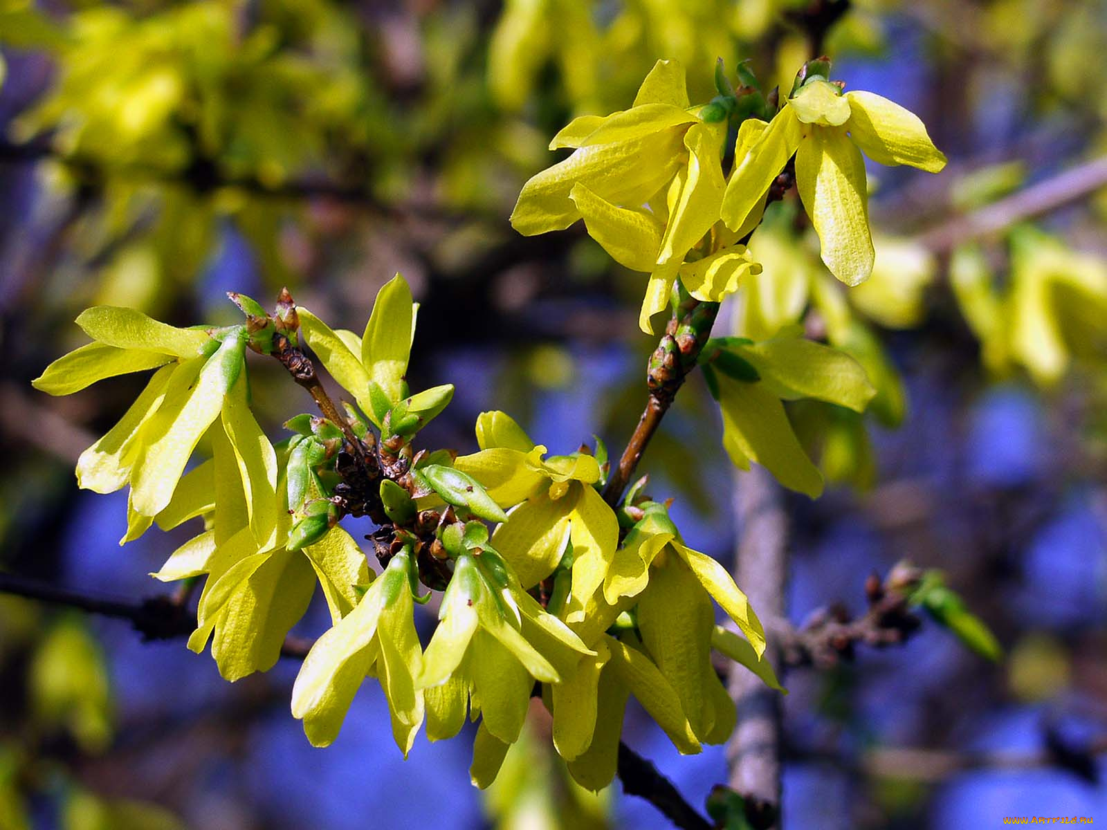 цветы, цветущие, деревья, кустарники