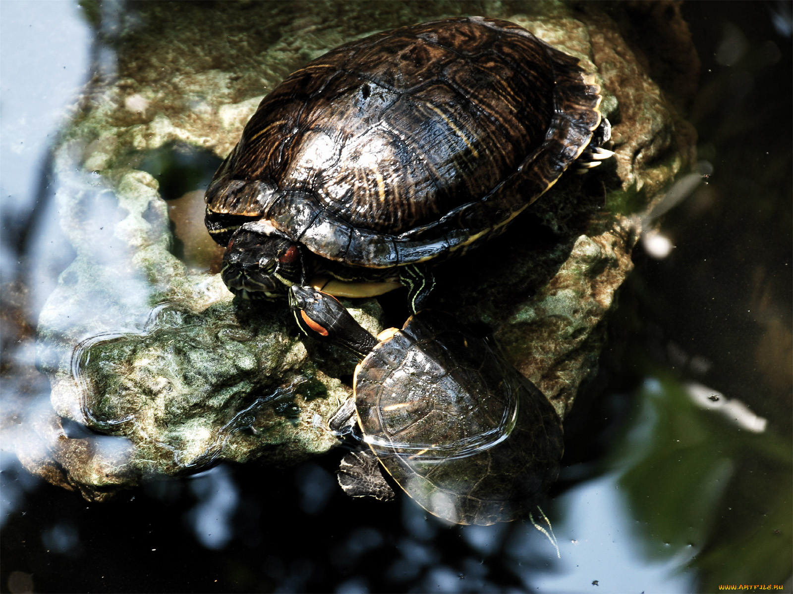 животные, Черепахи