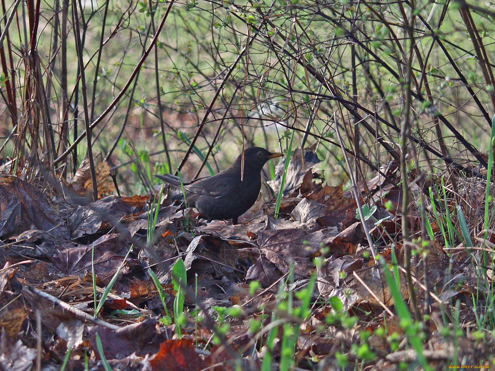 животные, птицы