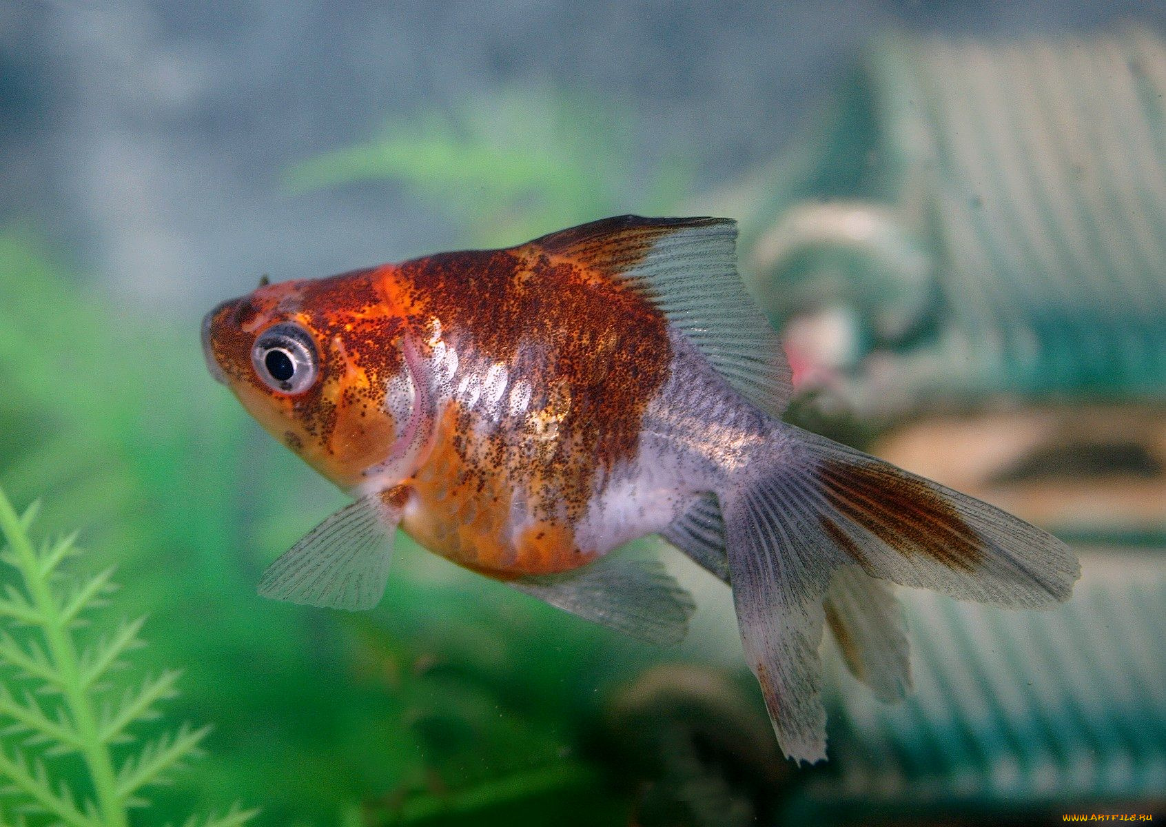 животные, рыбы, плавники, хвост