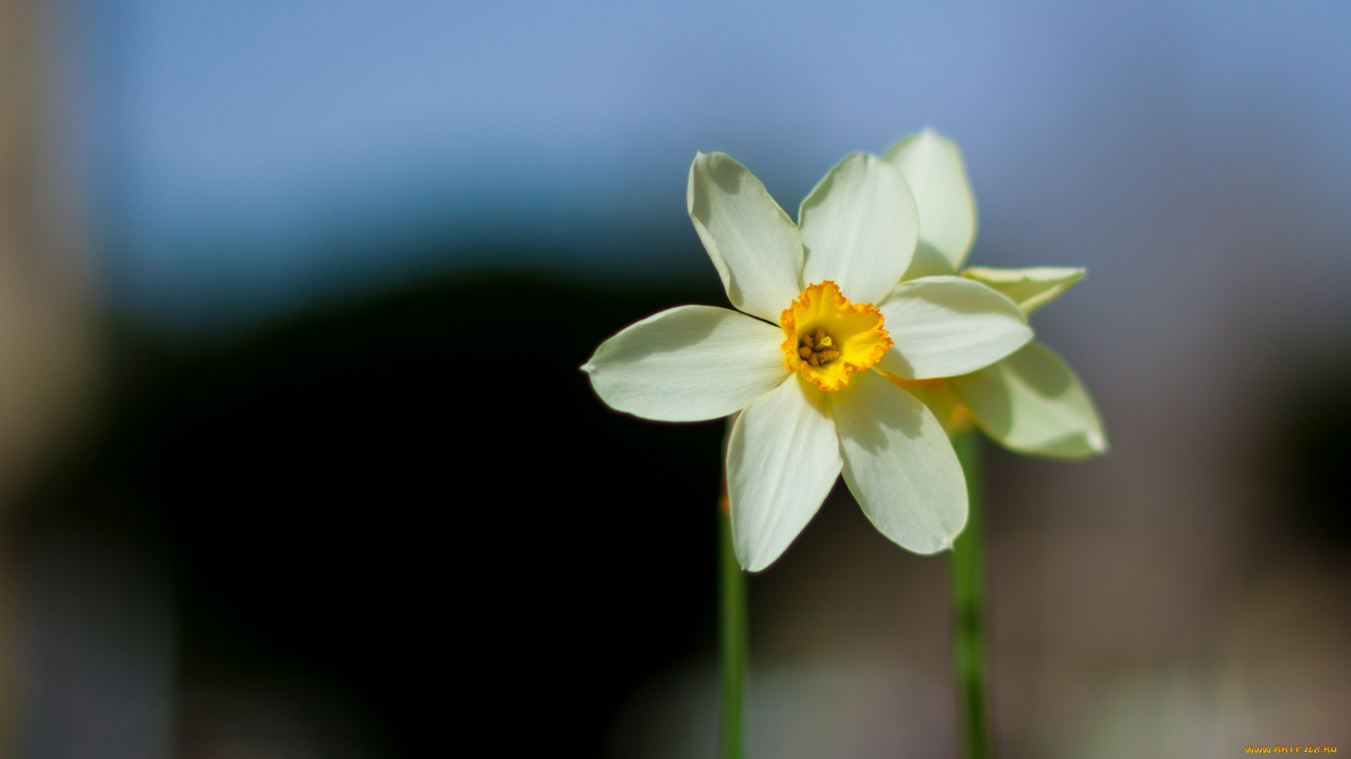 цветы, нарциссы, весна, нарцисс
