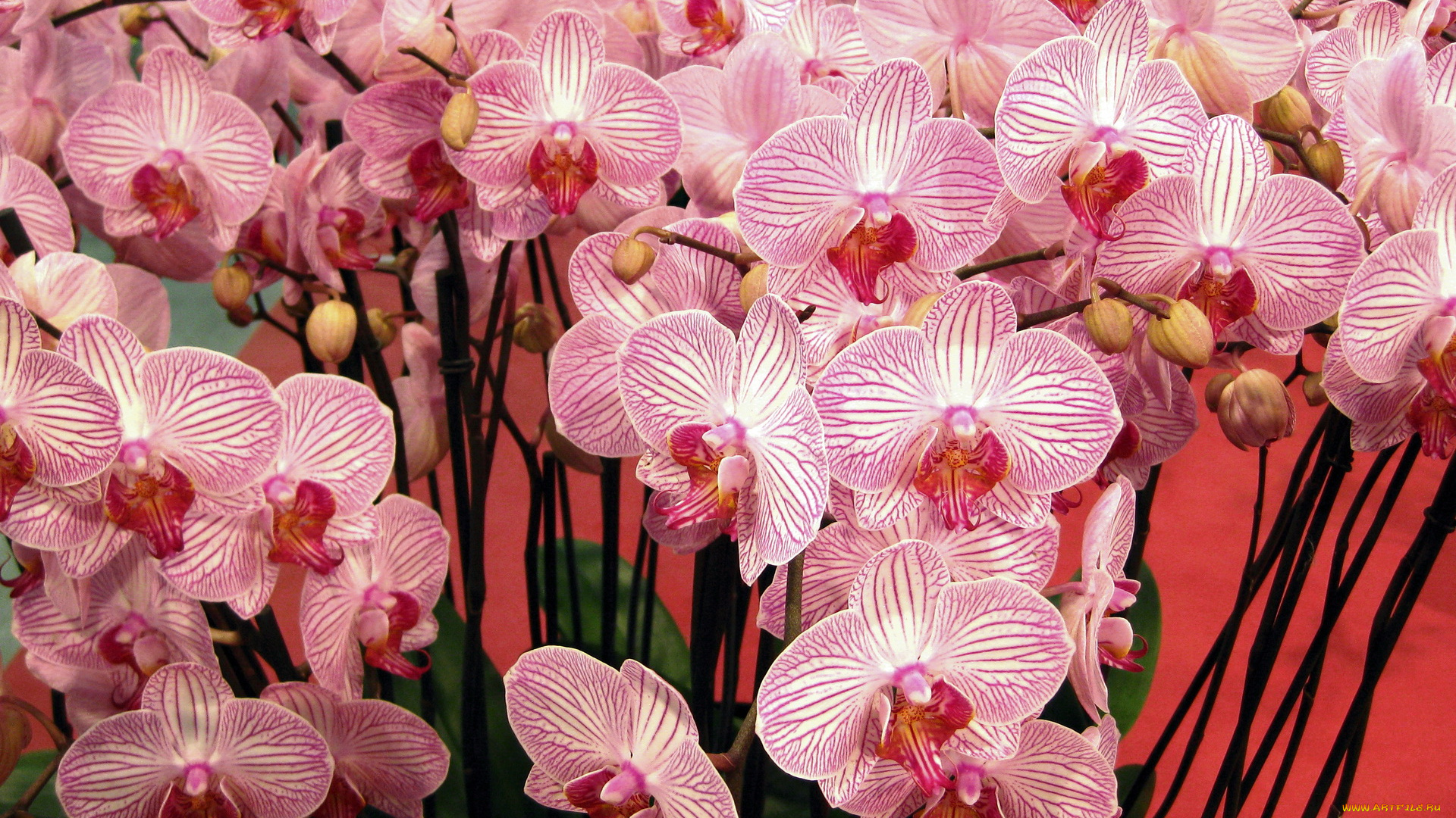 цветы, орхидеи
