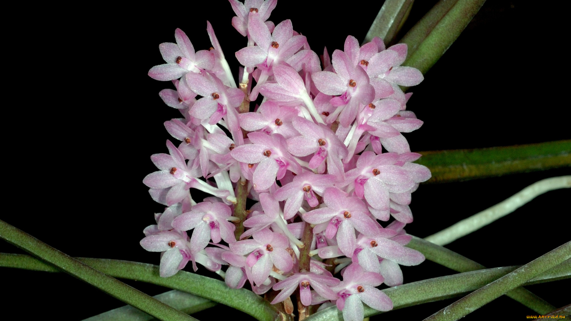 цветы, орхидеи, бледно-розовый, ветка, экзотика