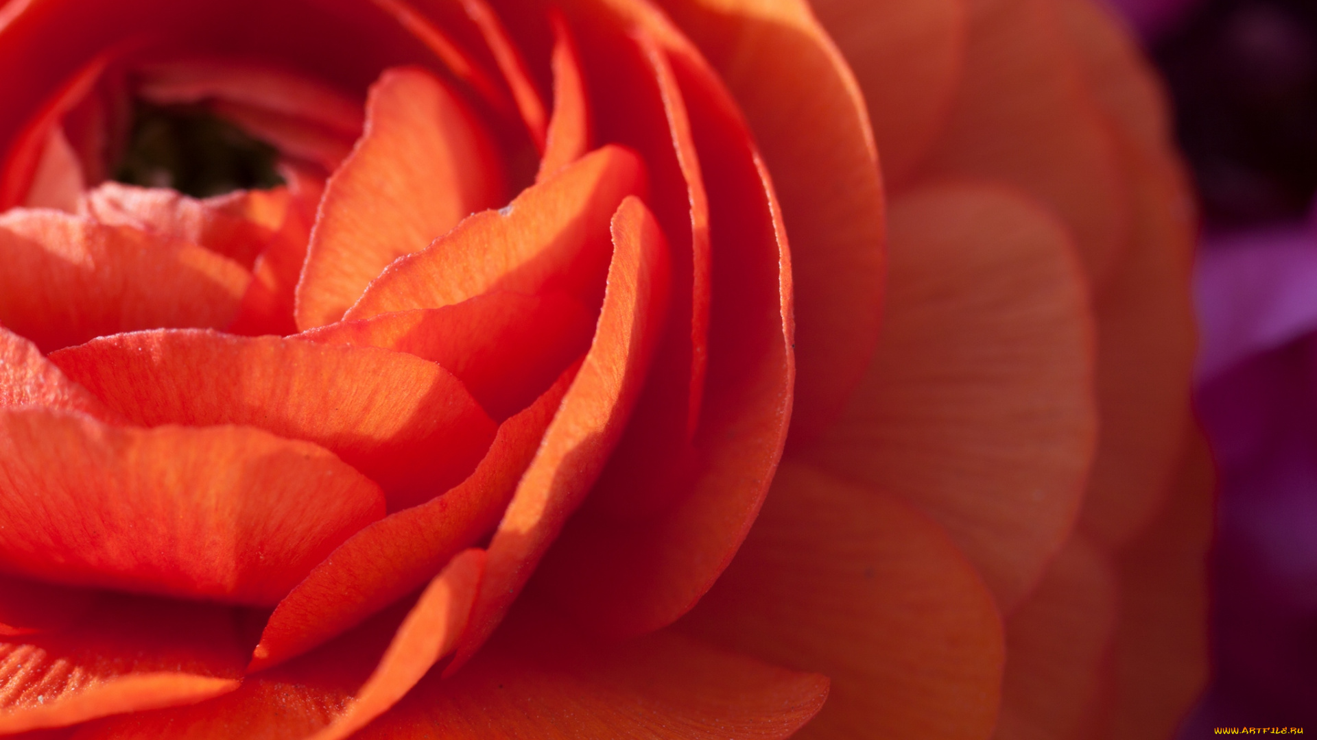 цветы, ранункулюс, азиатский, лютик, макро, весна, лепестки