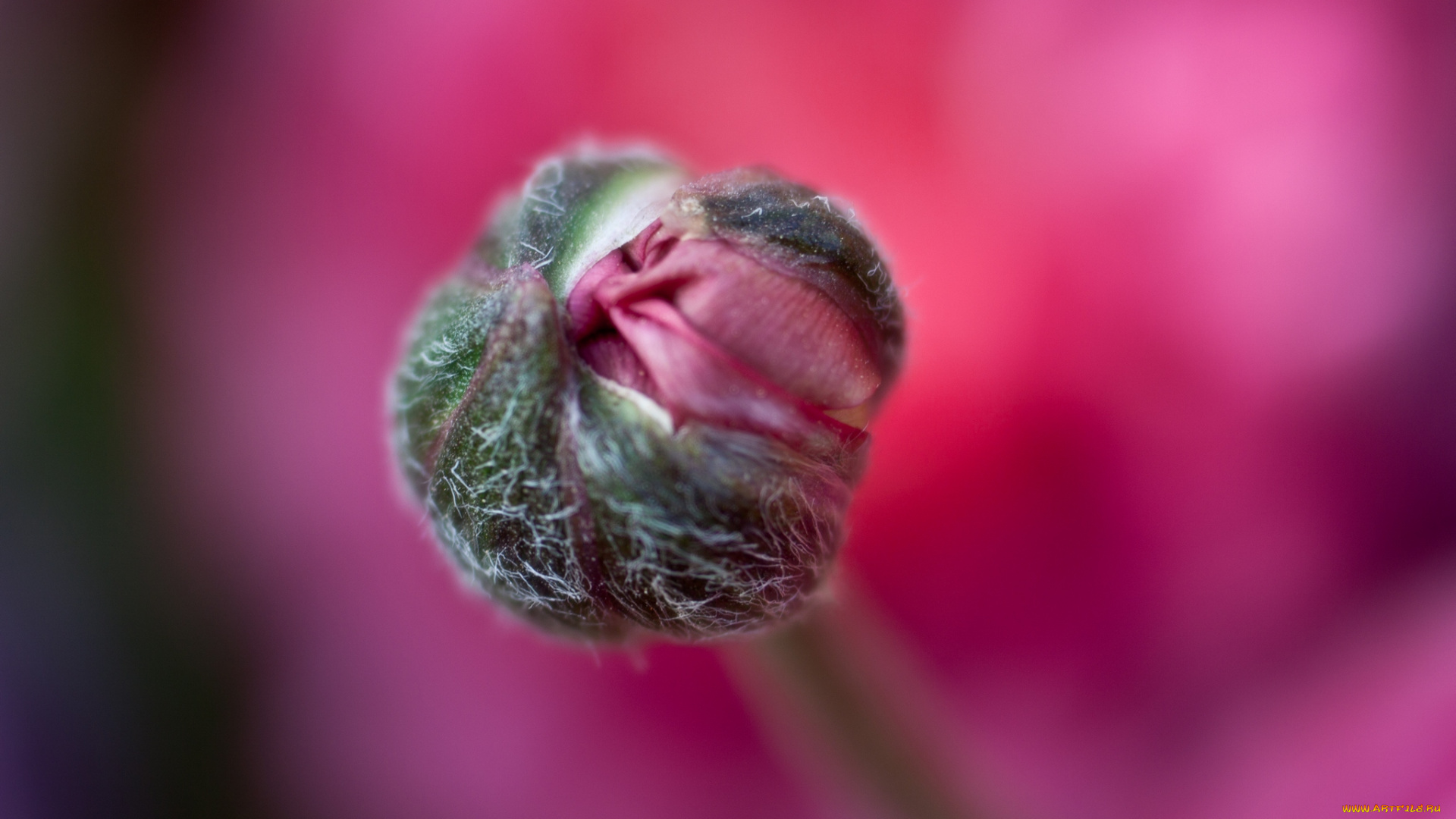 цветы, ранункулюс, азиатский, лютик, весна, лепестки, макро