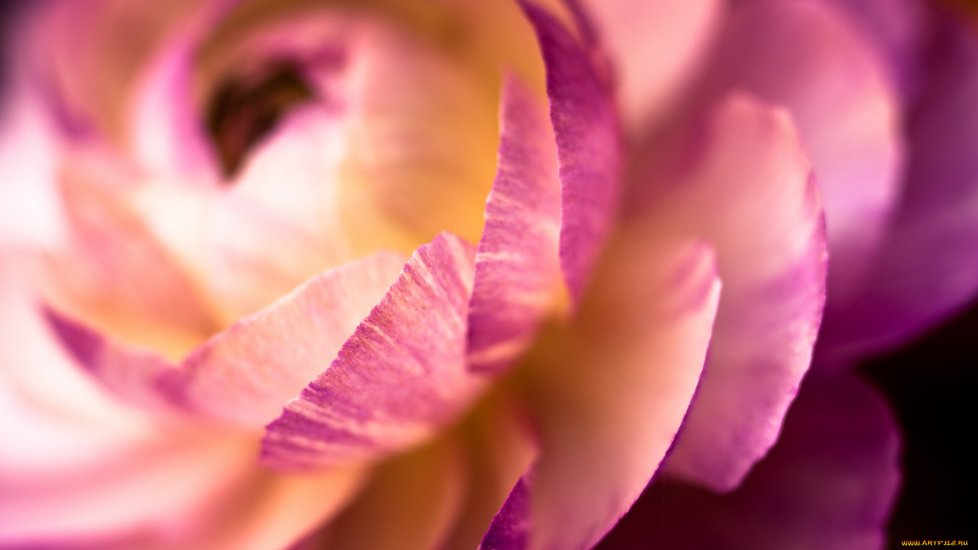 цветы, ранункулюс, азиатский, лютик, весна, макро, лепестки