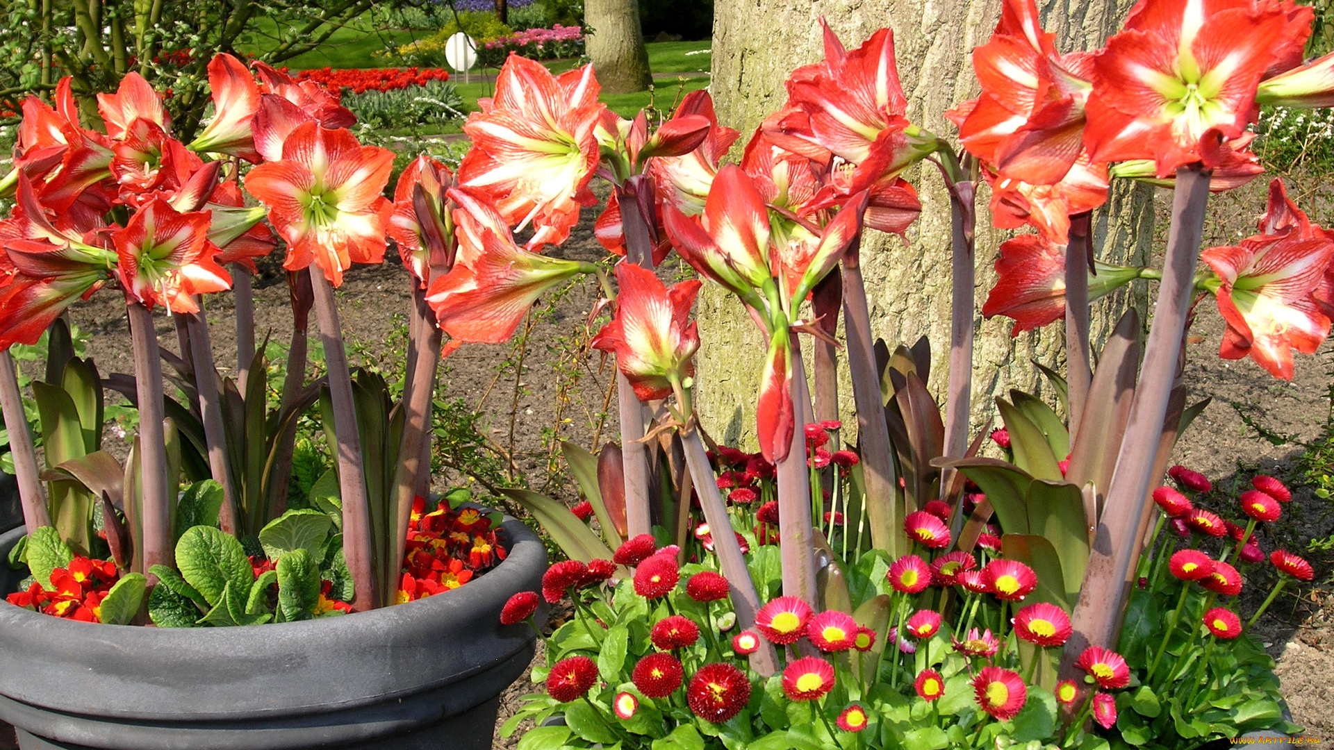 цветы, разные, вместе, амариллис