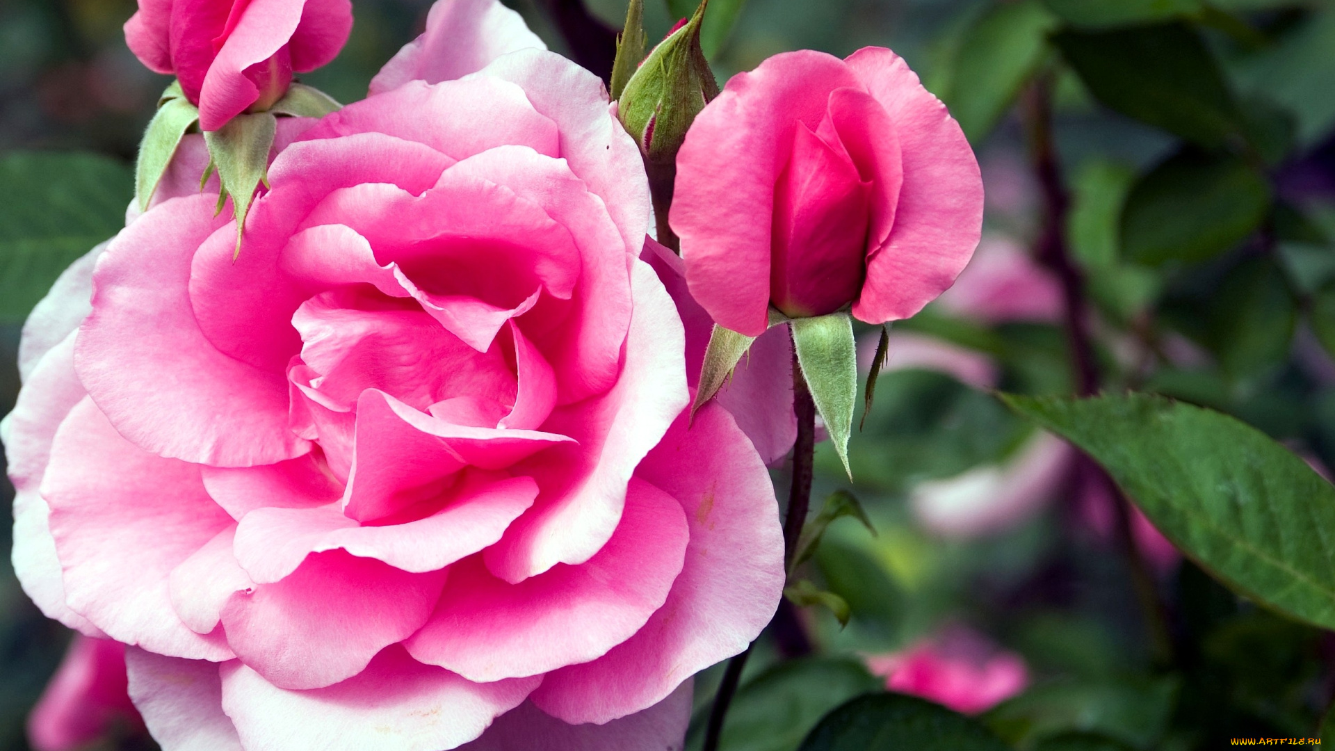 цветы, розы, розовый, лепестки, бутон