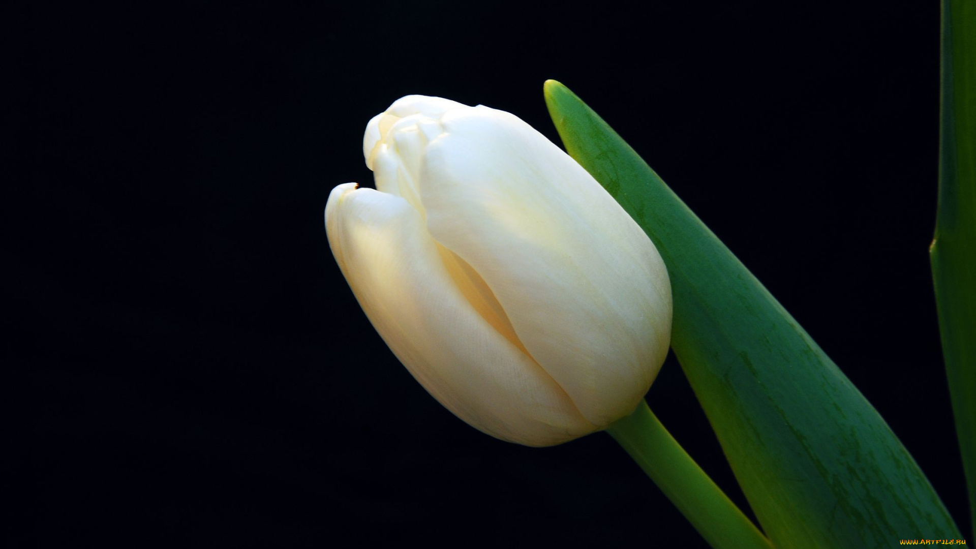 цветы, тюльпаны, цветок, тюльпан