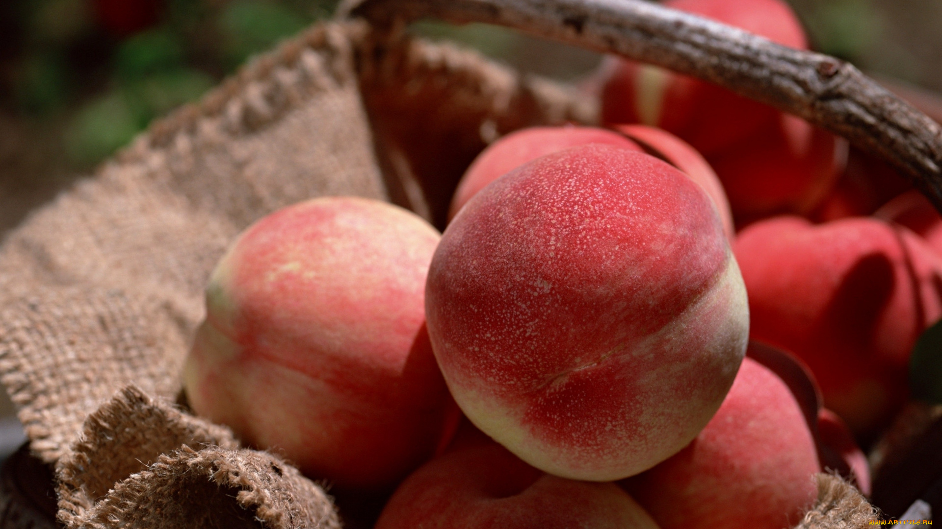 еда, персики, сливы, абрикосы, румяный, корзинка