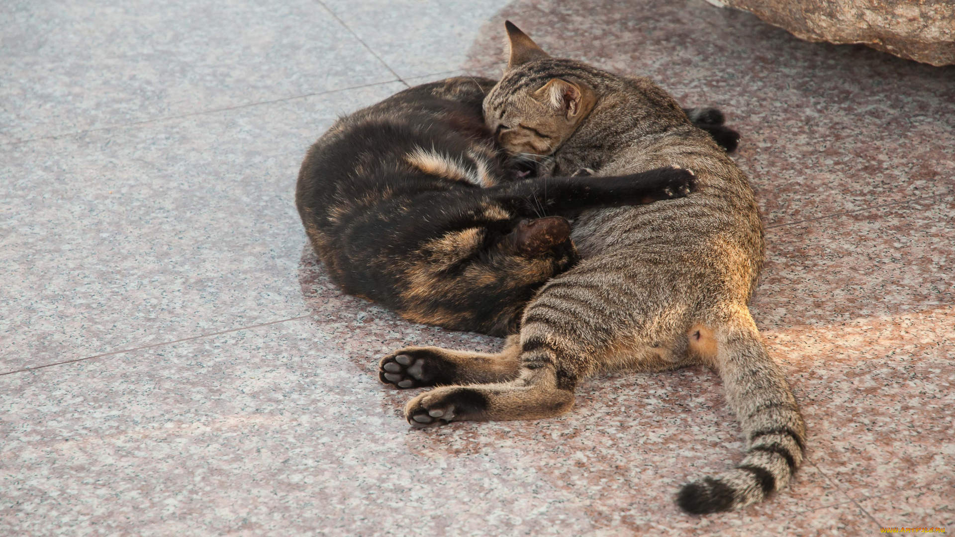 животные, коты, отдых, обнимашки