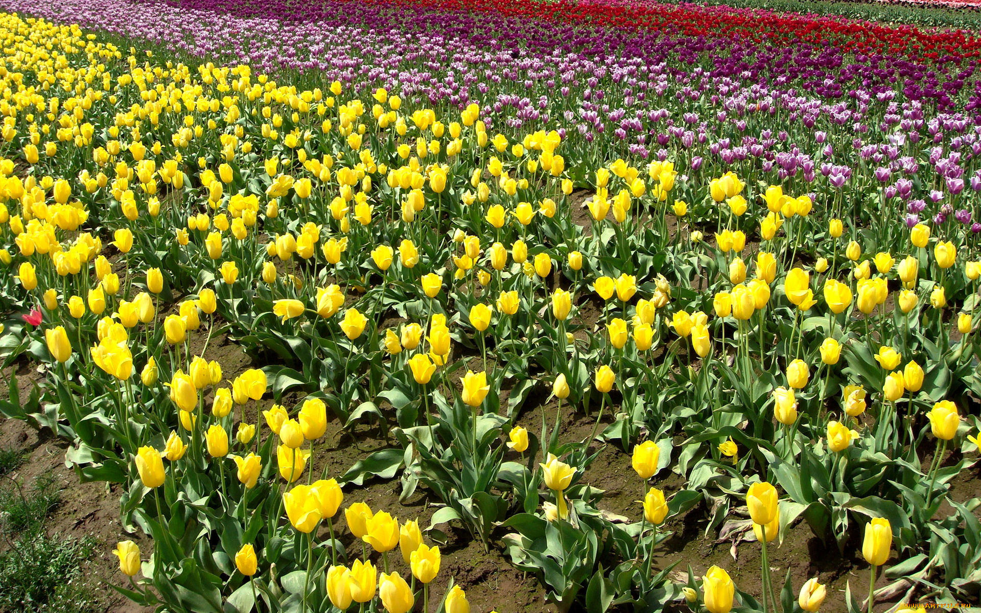 цветы, тюльпаны