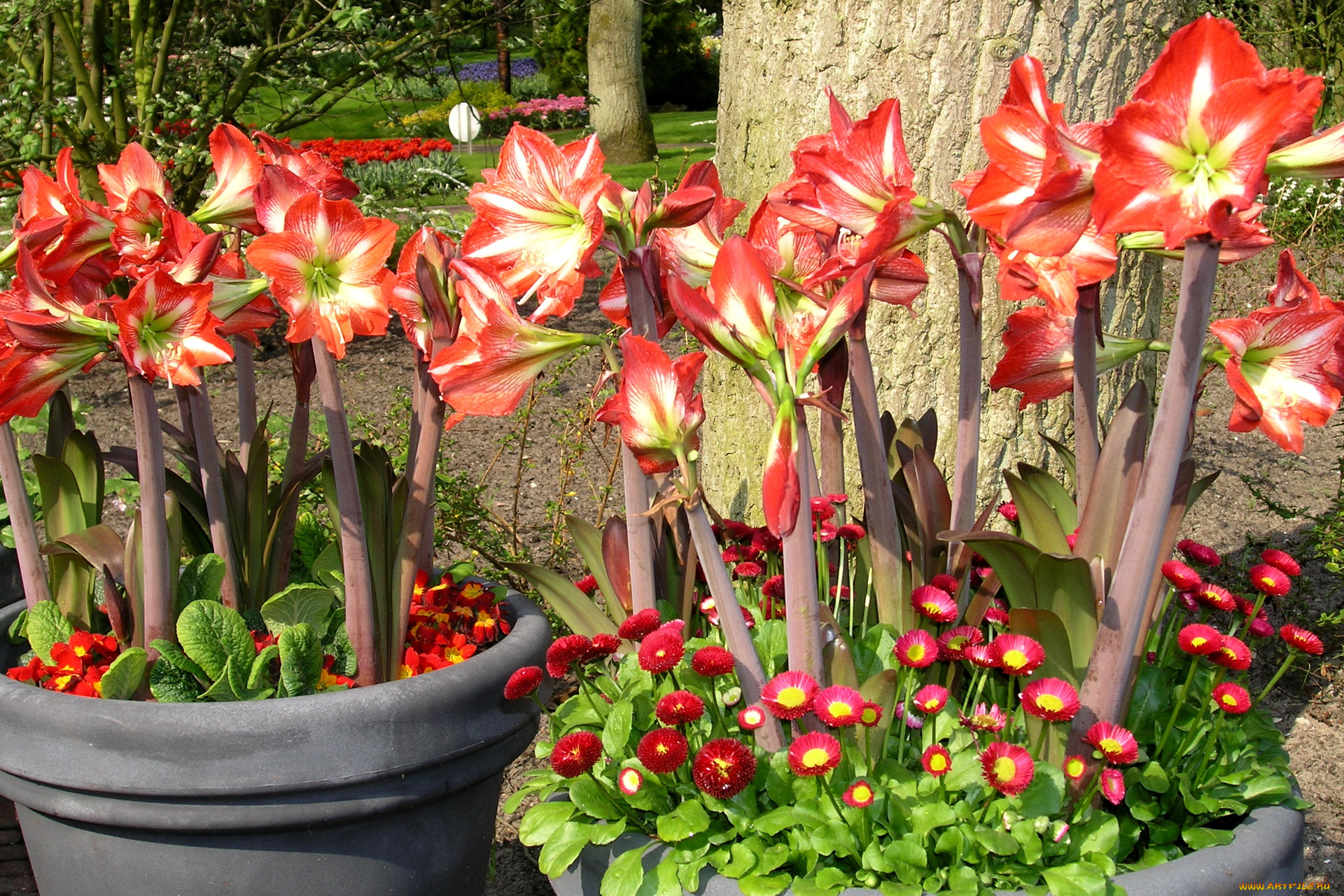 цветы, разные, вместе, амариллис