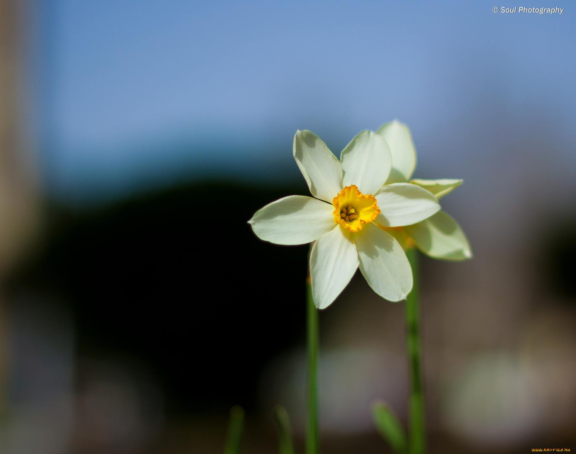 цветы, нарциссы, весна, нарцисс