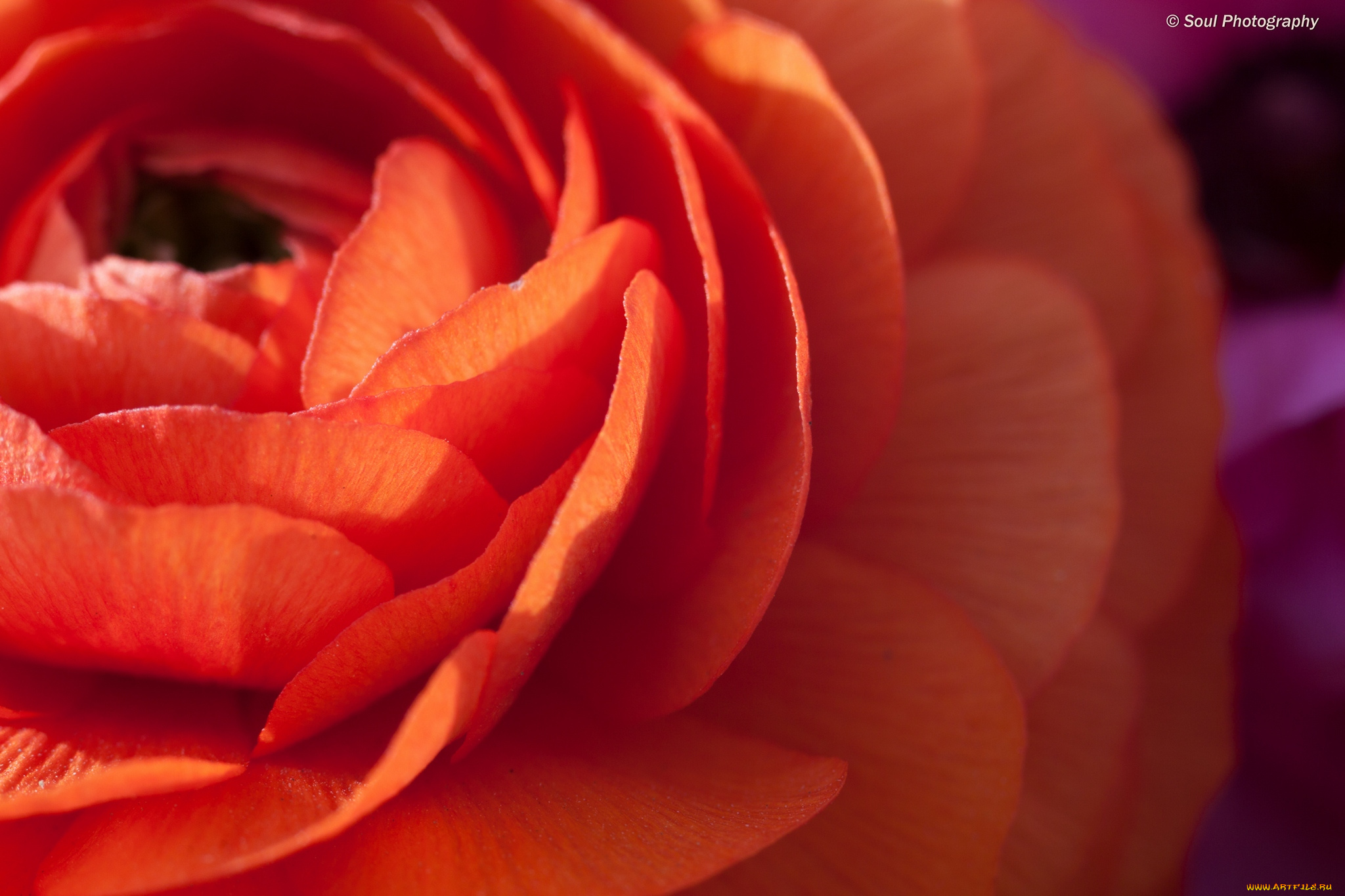 цветы, ранункулюс, азиатский, лютик, макро, весна, лепестки