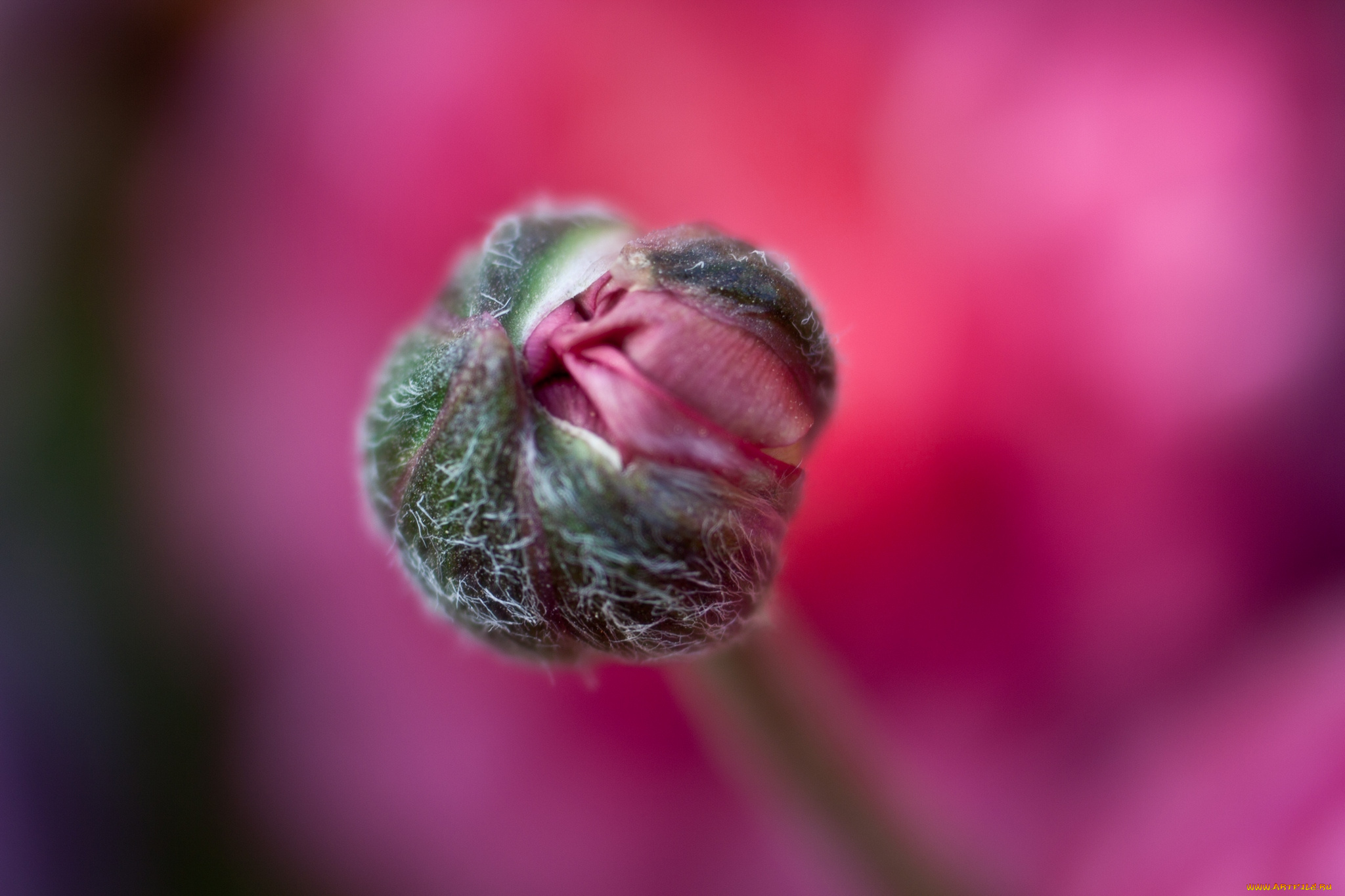 цветы, ранункулюс, азиатский, лютик, весна, лепестки, макро