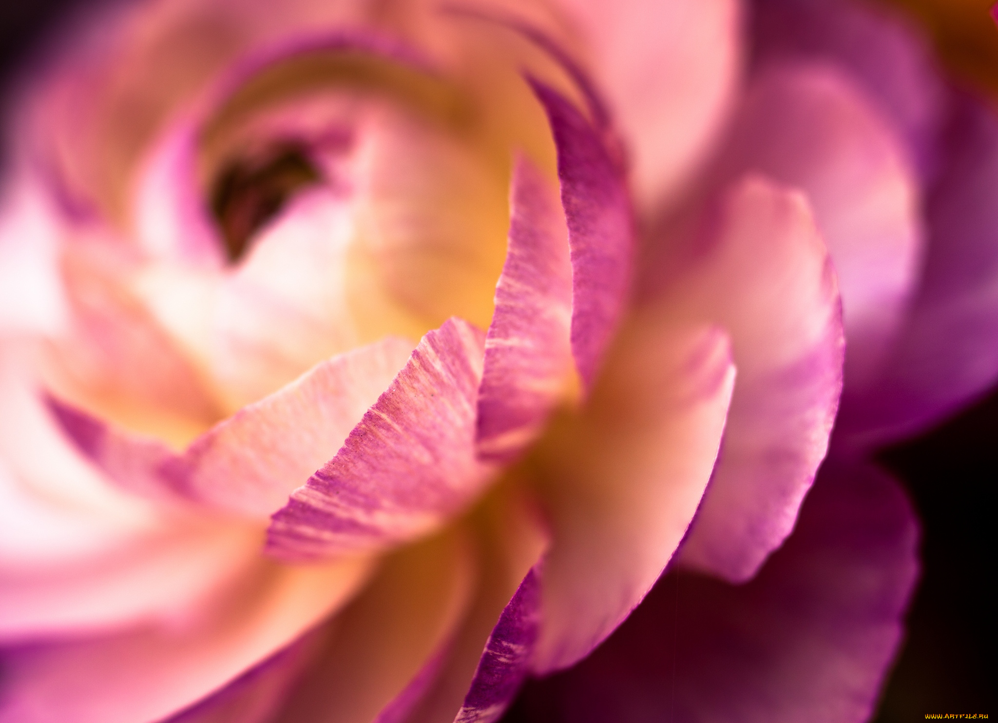 цветы, ранункулюс, азиатский, лютик, весна, макро, лепестки