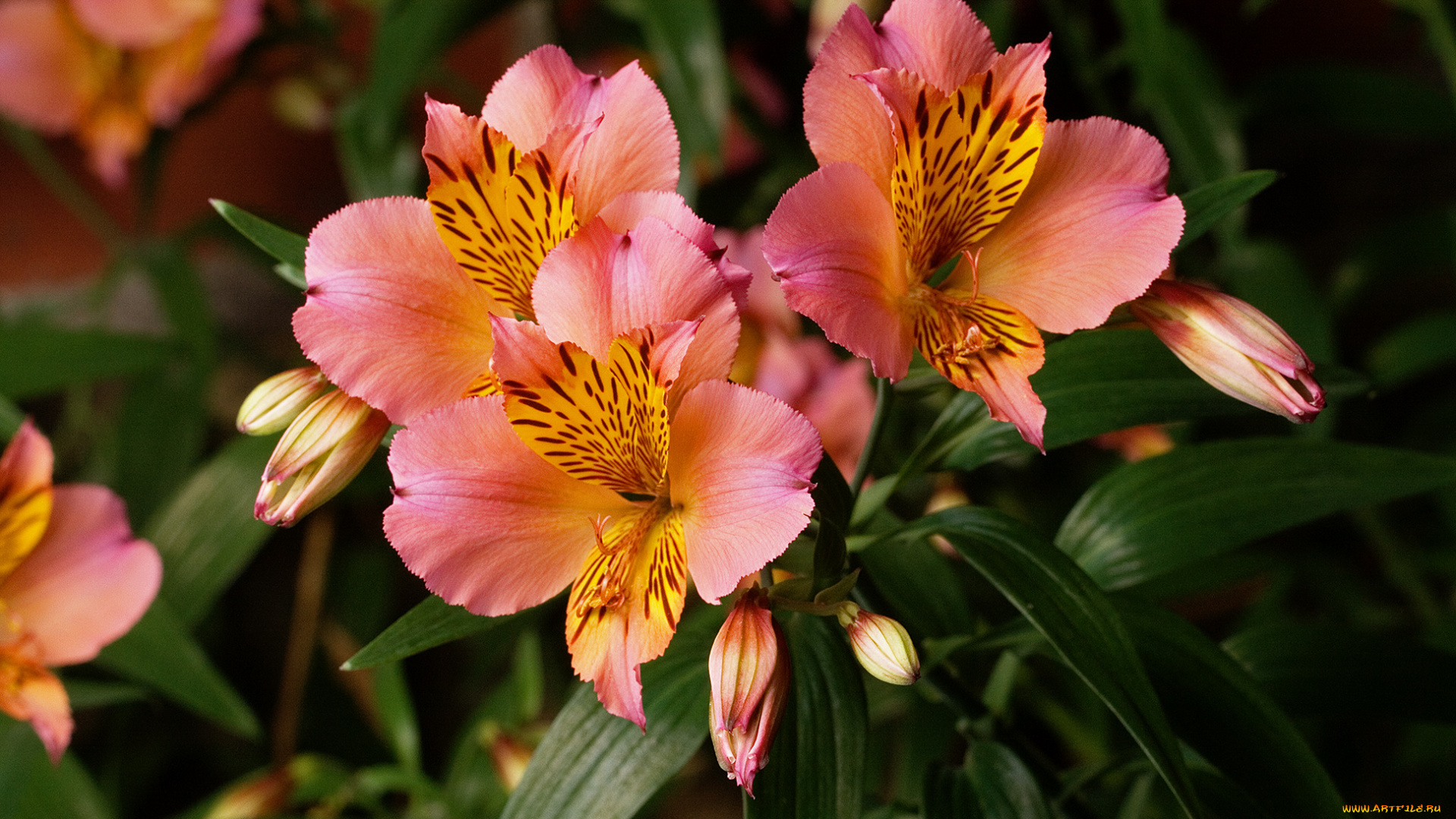 цветы, альстромерия, розовый