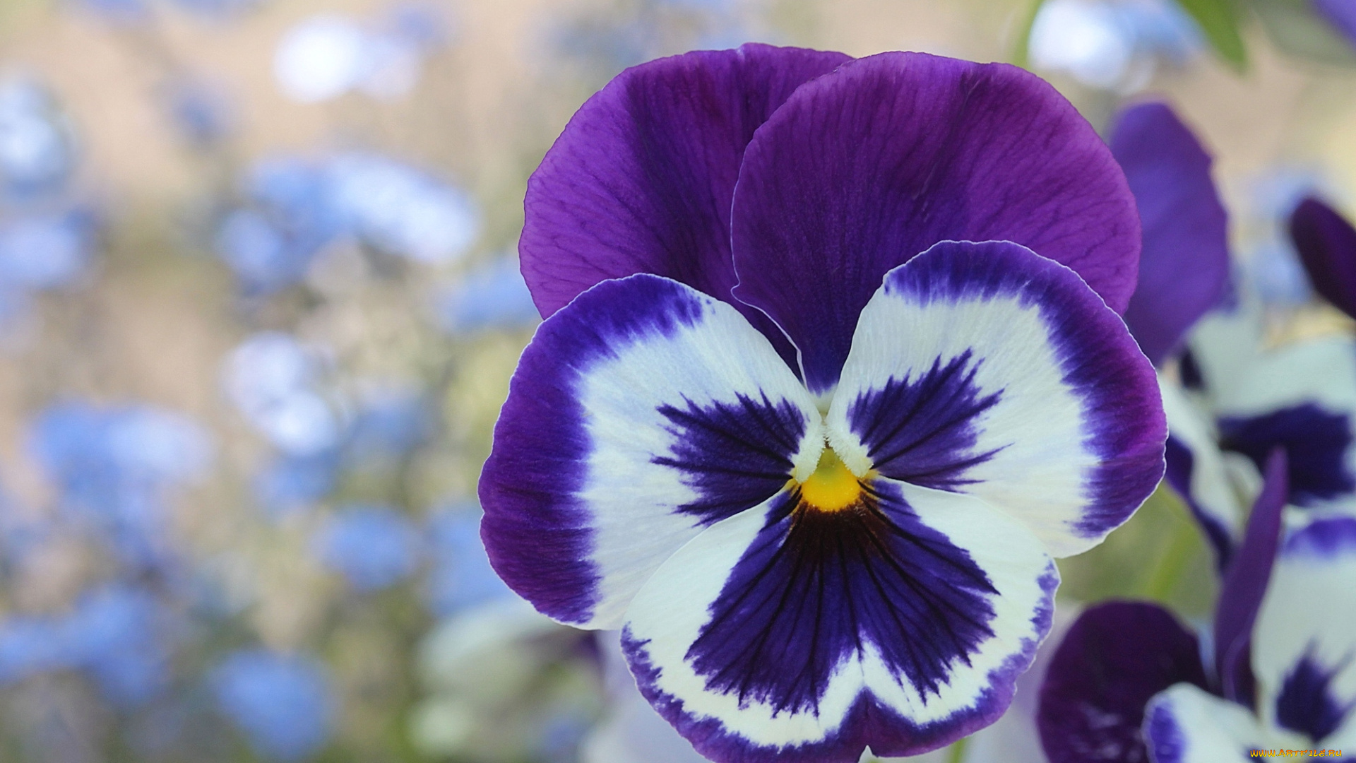 цветы, анютины, глазки, садовые, фиалки, макро, фиолетовый