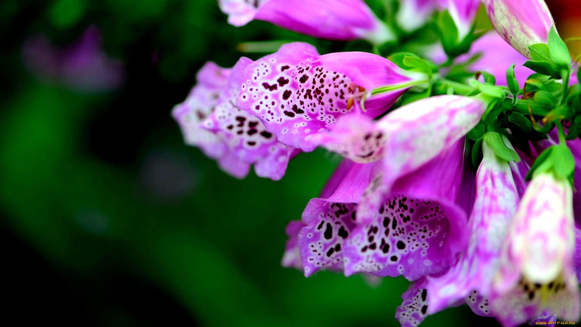 цветы, дигиталис, наперстянка, пестрый