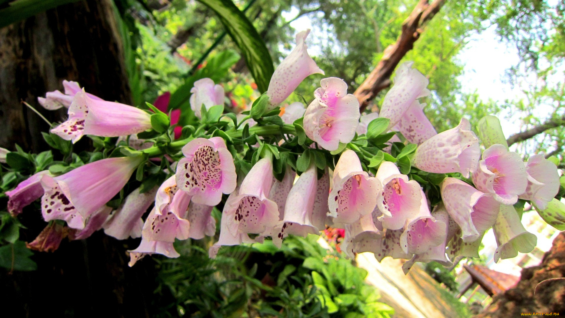 цветы, дигиталис, наперстянка, розовый