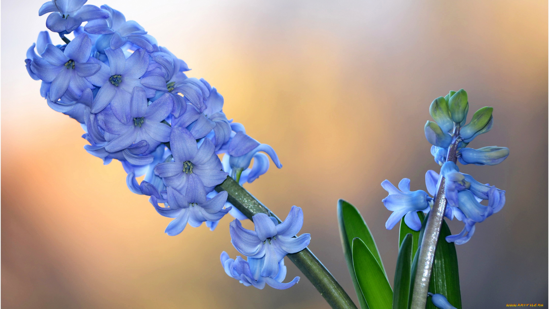 цветы, гиацинты, синий