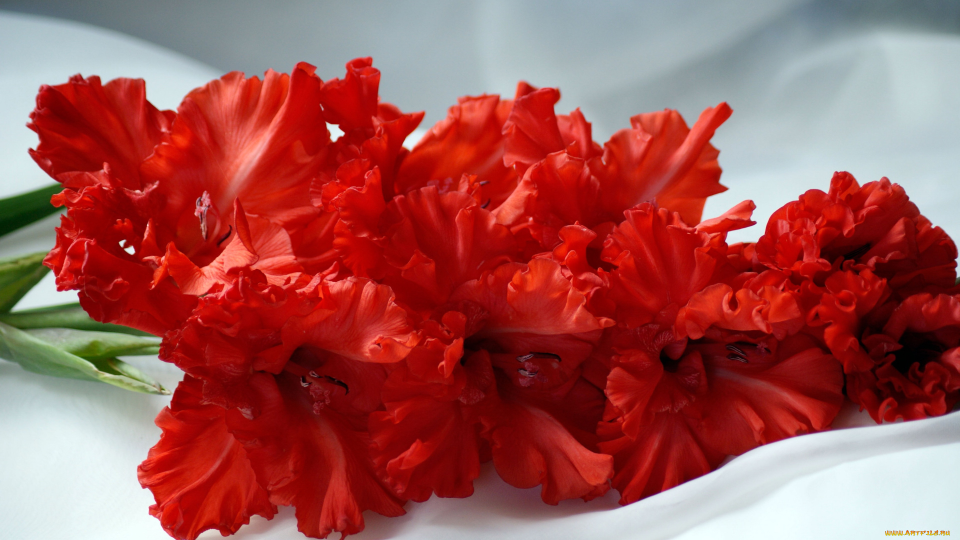 цветы, гладиолусы, гладиолус